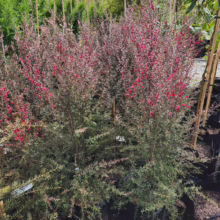 P28 Leptospermum scoparium 'Wiri Donna' (Mānuka)