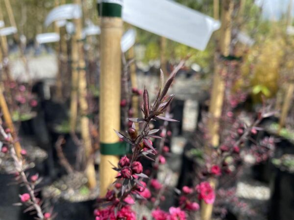 <i>Leptospermum scoparium</i> 'Wiri Joan'