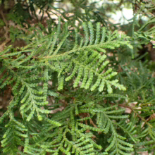 Close-up of bright green Cryptomeria japonica foliage. The evergreen needles create a lush, textured pattern, perfect for adding natural beauty to gardens.
