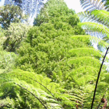 Lush green ferns frame a tall conifer tree reaching towards the sky. Sunlight filters through the dense foliage, creating a vibrant, natural scene in a forest setting.