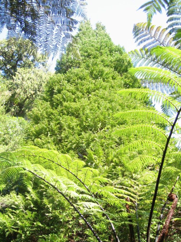 <i>Libocedrus plumosa</i> - Image 3