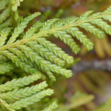 Close-up of vibrant green cedar foliage, showcasing its scale-like leaves and intricate texture.