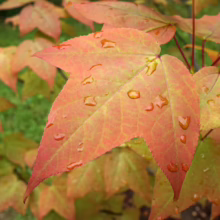 Close-up of red and green sweetgum leaves glistening with raindrops. The autumn foliage showcases vibrant fall colors.