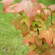 Maple leaves in early autumn display a mix of green, red, and orange hues, glistening with fresh raindrops against a blurred green lawn.