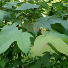Close-up of a sweetgum tree branch showcasing its distinctive star-shaped leaves with vibrant green hues and red stems, creating a lush, natural scene.