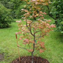 Young maple tree with reddish-orange leaves in a grassy yard, surrounded by mulch. A small stake supports the sapling, which is transitioning to fall colors.