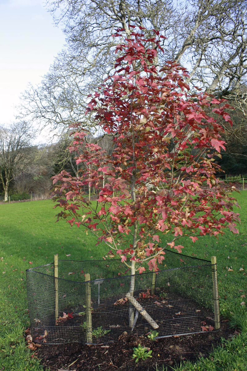 Young Liquidambar acalycina tree with vibrant red autumn leaves, protected by a mesh cage in a grassy field.