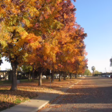 Autumn street scene with vibrant trees in shades of orange, yellow, and red lining the road. Fallen leaves cover the ground, creating a colorful, seasonal landscape.