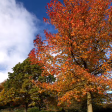 Vibrant autumn scene with a tall tree ablaze in red and orange leaves against a bright blue sky with fluffy white clouds. A green tree stands nearby, and fallen leaves cover the ground.