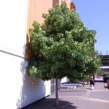 A neatly trimmed tree stands beside a modern building on a city street. Pedestrians walk by, with cars parked and driving on the road under a bridge in the background.