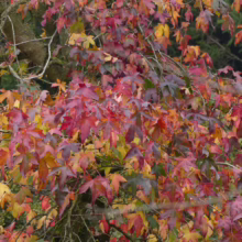 Autumn foliage on a tree displays a vibrant mix of red, yellow, and green leaves. The colorful leaves create a dense canopy against a blurred background.