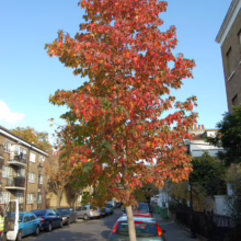 Liquidambar styraciflua (American Sweetgum) small tree.