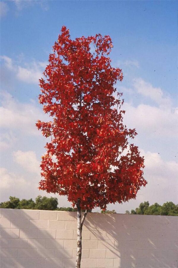 <i>Liquidambar styraciflua</i> 'Burgundy'