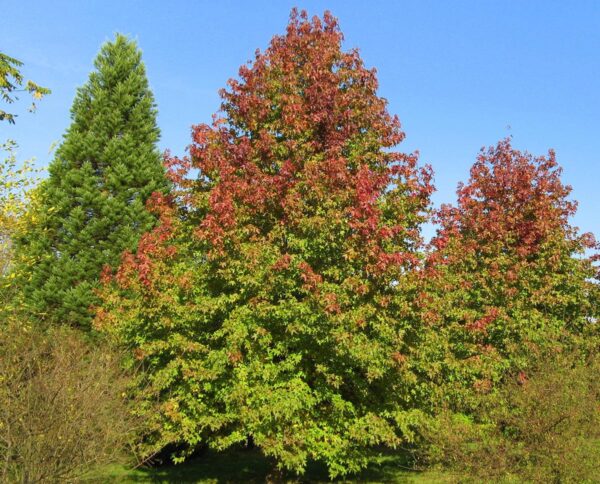 <i>Liquidambar styraciflua</i> 'Festeri'