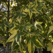 Variegated maple tree leaves, a mix of vibrant green and yellow, create a lush canopy. The leaves' unique color pattern adds visual interest to this ornamental tree.