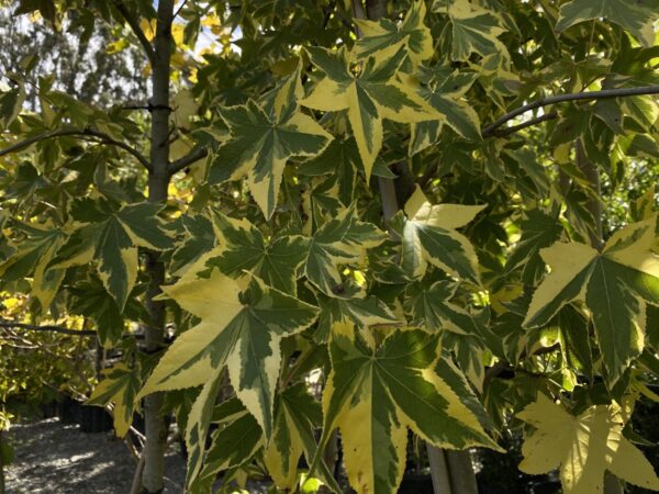 <i>Liquidambar styraciflua</i> 'Golden Treasure' - Image 2