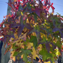 American Sweetgum tree leaves in vibrant autumn colors of red, yellow, and green against a bright blue sky. A wooden post is visible to the left.
