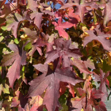 Autumn leaves of a sweetgum tree display vibrant colors of red, maroon, yellow, and green. The star-shaped foliage creates a colorful canopy against a bright blue sky.