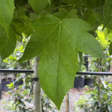 Close-up of a vibrant green Sweetgum tree leaf showcasing its distinctive star shape and prominent veins. The leaf is surrounded by other leaves and a glimpse of the tree's trunk.