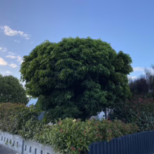 Lush green tree with a rounded canopy, framed by vibrant bushes and a low concrete wall under a bright blue sky. A peaceful suburban garden scene.