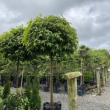 Neatly pruned, globe-shaped Sweetgum trees in black nursery pots line a gravel path under a cloudy sky. A wooden fence runs along the right, adding depth to this tree nursery scene.
