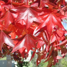 Close-up of vibrant red maple leaves, showcasing the stunning fall foliage. The leaves are illuminated by sunlight, highlighting their texture and color variations.