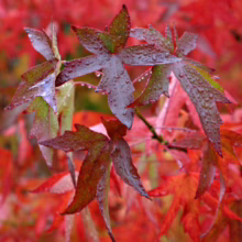 Liquidambar styraciflua 'Lane Roberts' autumn foliage.