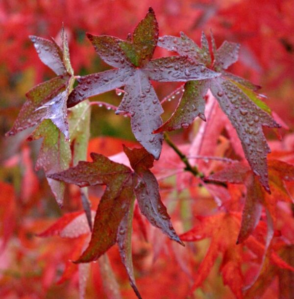 <i>Liquidambar styraciflua</i> 'Lane Roberts' - Image 3