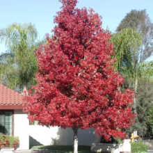 Liquidambar styraciflua 'Lane Roberts' red colour.