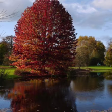 Liquidambar styraciflua 'Lane Roberts' autumn form.