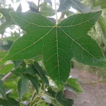 Close-up of a vibrant green American Sweetgum leaf with its distinctive star shape and prominent veins. The leaf is held up to the sky, showcasing its intricate detail against a blurred background of more leaves and branches.