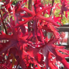 Close-up of vibrant red Sweetgum tree leaves in autumn. The star-shaped foliage is intensely colored, with serrated edges catching the sunlight. A wooden fence is visible in the blurred background.