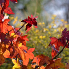 Brilliant red and orange autumn leaves on branches, backlit by the sun, create a warm, vibrant fall foliage scene. A colorful backdrop of yellow and green foliage adds depth to this autumnal landscape.