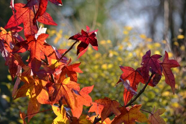 <i>Liquidambar styraciflua</i> 'Little Richard' - Image 3