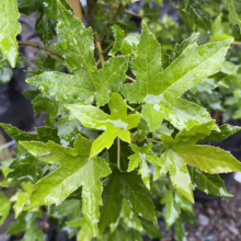 Close-up of vibrant green Sweetgum tree leaves glistening with raindrops. The star-shaped foliage showcases intricate veins and serrated edges, offering a refreshing view of nature's beauty.