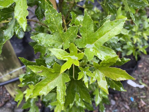 <i>Liquidambar styraciflua</i> 'Little Richard' - Image 4