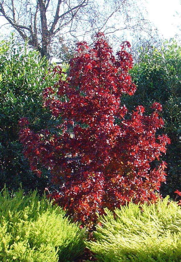 <i>Liquidambar styraciflua</i> 'Little Richard'