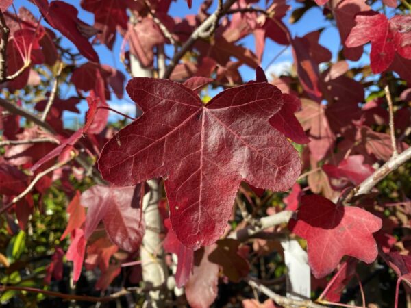 <i>Liquidambar styraciflua</i> 'Rotundiloba'