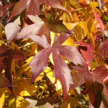 Liquidambar styraciflua 'Worplesdon' (American Sweetgum) autumn foliage.