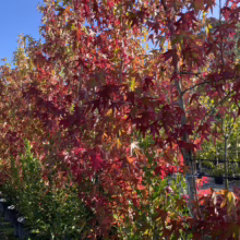 Row of vibrant red and yellow Sweetgum trees in autumn, showcasing their colorful fall foliage against a clear blue sky. The trees, likely saplings, are lined up in pots at a tree nursery.