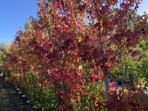 <i>Liquidambar styraciflua</i> 'Worplesdon' - Image 3