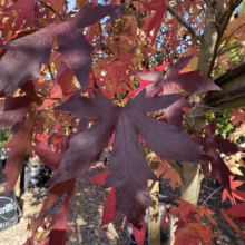 Liquidambar styraciflua 'Worplesdon' (American Sweetgum) purple leaf.