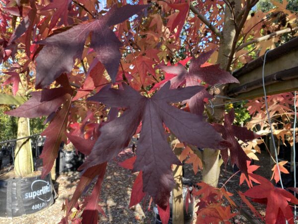 <i>Liquidambar styraciflua</i> 'Worplesdon' - Image 4