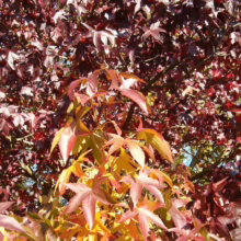 Fiery autumn foliage on a sweetgum tree. Leaves transition from vibrant yellow to deep burgundy, creating a stunning fall color display.