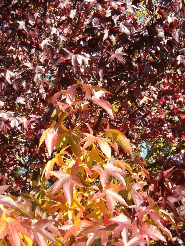 <i>Liquidambar styraciflua</i> 'Worplesdon' - Image 5