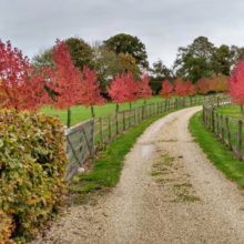 Liquidambar styraciflua 'Worplesdon' (American Sweetgum) driveway.