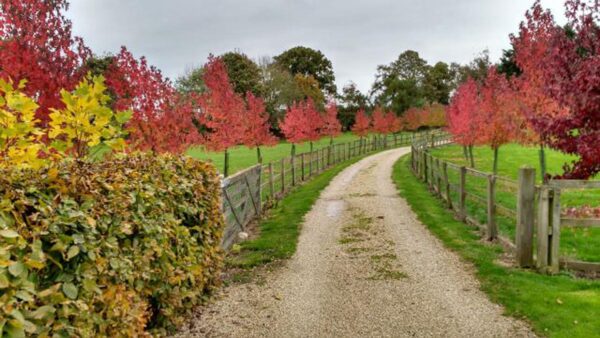 <i>Liquidambar styraciflua</i> 'Worplesdon' - Image 6