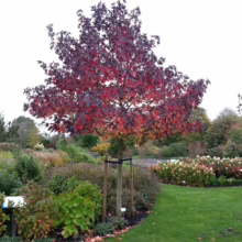 Liquidambar styraciflua 'Worplesdon' (American Sweetgum) autumn colour.