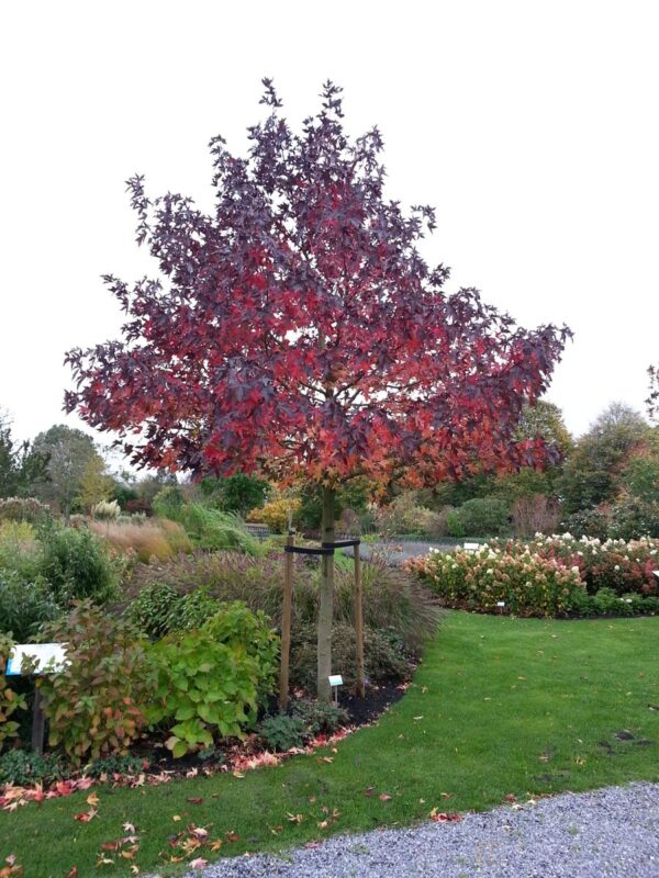 <i>Liquidambar styraciflua</i> 'Worplesdon' - Image 7