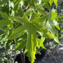 Liquidambar styraciflua 'Worplesdon' (American Sweetgum) summer leaf.
